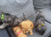 Beautiful Cockapoo puppies