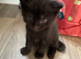 3 beautiful kittens ready September