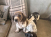 Isabella dachshunds