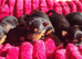 Stunning litter of Yorkshire Terriers.