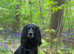 cocker stud dog