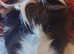 Powys Small Pet Pampering