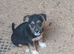 2 stunning boys Lakeland pups looking for their forever home