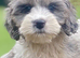 Large F1 Cavapoo lad 1.5 years Bi-eyed blue Merle   5* Council reg&rsquo;d