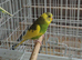 Split black wing carrier baby budgies