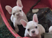 Stunning French Bulldog pups.
