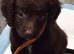 9 week puppies for sale quick sale open to offers from 700
