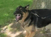 German Shepard female 4yr old