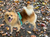 Pomeranian male