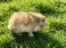 Lionhead Baby Rabbits For Sale 8 Weeks Old