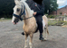 Stunning Palomino Welsh Section D Gelding – 3 Years Old – 15.1hh