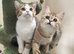 Full Pedigree Kittens