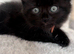 Five beautiful kittens looking for their forever homes