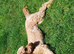 Irish doodle Dog
