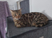 Female purebred 4yr old spayed bengal