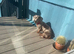 Miniature Dachshund Boy