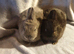 Netherland darf babies from my show lines