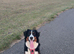 Bernese mountain dog puppy