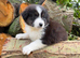 Australia shepherd
