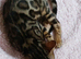 Family TICA Bengal Kittens READY NOW
