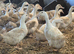 14 month old Cherry valley Female ducks