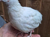 SALE Coturnix Quails