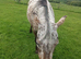 British breed appy mare... Cachriph Kazari