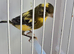 BEAUTIFUL COLOUR COCK CANARY