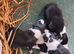 Border collie puppies