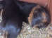 2 bonded males to go to a loving home ready now