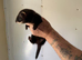 Eu ferrets