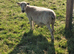 Easycare sheep for sale