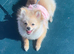 Tea cup Pomeranian dog