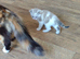 Kitten looking for loving home