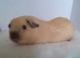 Cream Californian Guinea Pig Boars