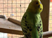 Beautiful Baby Budgies