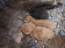 Maine coon male kitten
