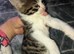 tabby kittens