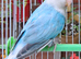 Lovebirds with gender / DNA certificate and sex linked mutations