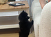 Pomeranian tea cup puppy