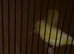 Breeding pair canaries for sell