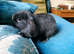 Mini lop baby bunnies