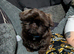 Gorgeous 6 month old male Shihtzu chocolate