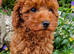 Red Toy Poodle Boy
