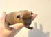 Patterdale terrier