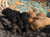 Cockerpoo puppies