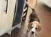 Waylon & Wyatt - Looking for a Very Special New Home