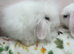 Mini lops/raised indoors/ vaccinated