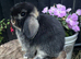 Miniature lop babies true to type