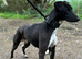 Male Lurcher